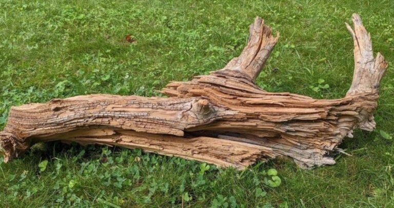 3,775-year-old log provides clues for climate change solutions