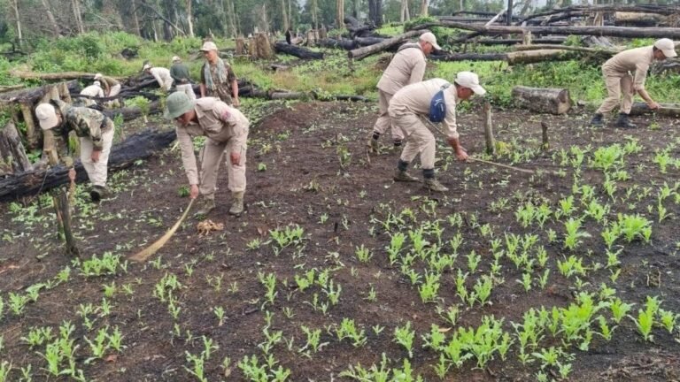 Manipur police destroy 10 acres of poppy nurseries