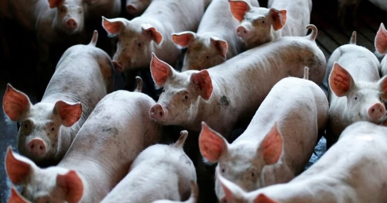 African Swine Fever outbreak resurfaces in Mizoram