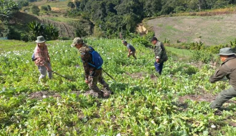 More than 19,000 acres of illicit poppy production have been eliminated since 2017