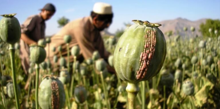 Illegal poppy crops have been destroyed by the Assam Rifles in several Manipur districts