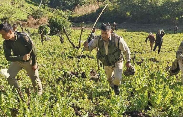 Manipur destroys 8.6 acres of illicit poppy fields in Senapati district