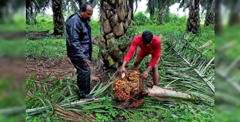 Leading oil palm state in the Northeast: Mizoram