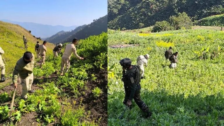 Manipur Police continue poppy destruction drive, 12 acres destroyed in Churachandpur