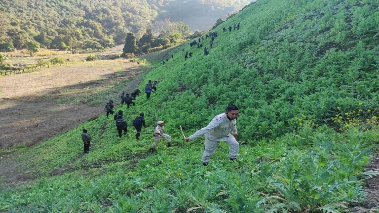 4.8 hectare of illegal poppy cultivation destroyed in Manipur: CM