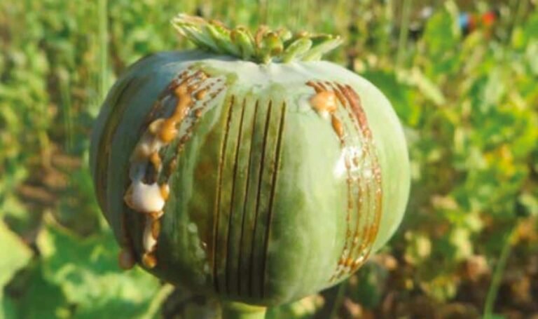 Manipur CM declares that 90 acres of illegal poppies were destroyed in Ukhrul