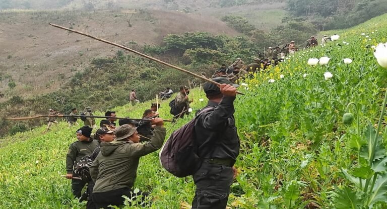 CRPF, Police destroy 45 acre of illicit poppy cultivation in Manipur