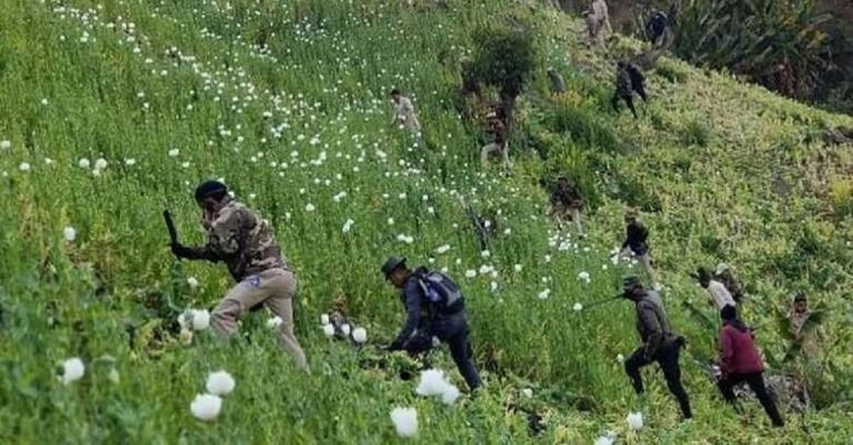 Manipur security troops demolish five acres of illegal poppy growing in Churachandpur