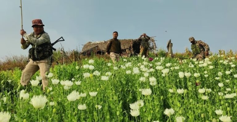In Manipur, illegal poppy farms of about 10 acres were destroyed