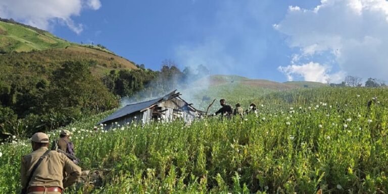 Manipur security forces dismantled 20 acres of illegal poppy cultivation in Tengnoupal