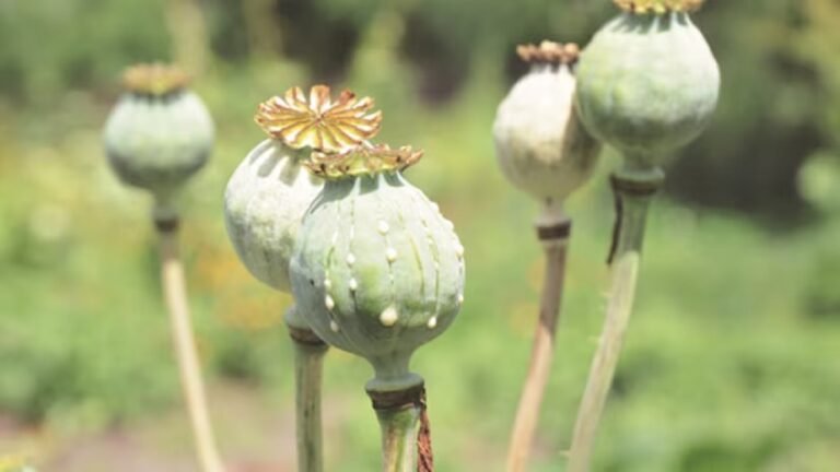 50 acres of illegal poppy cultivation was destroyed by Manipur security forces