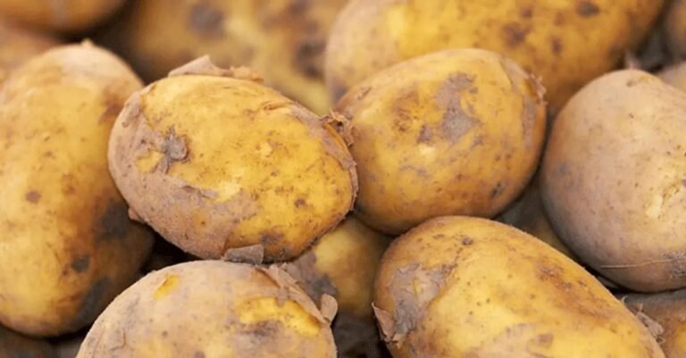 Tripura’s potato farming reaches a record-breaking growth with ARC technology