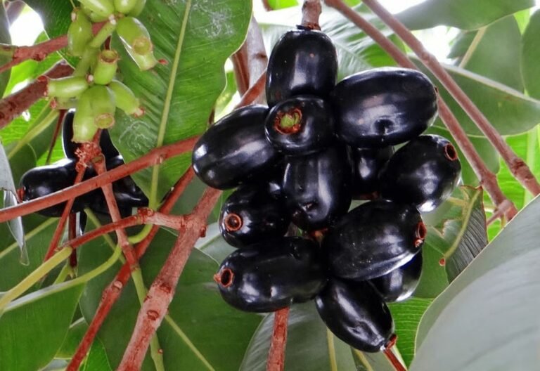 Learn how Jamun can help you combat fatty liver