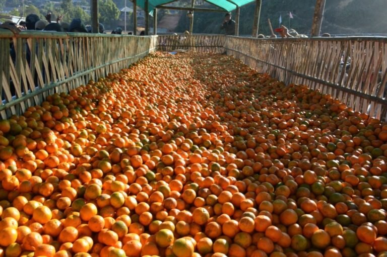 Preparations in full swing for 18th Tamenglong Orange Festival