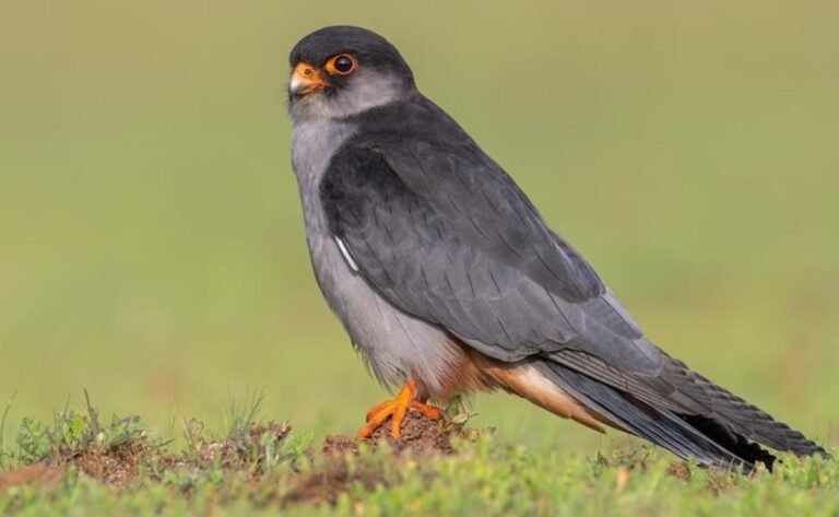 Manipur’s Amur Falcons fly 6,000 km non-stop to Kenya in stunning migration feat