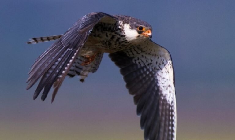 Manipur’s Noney district imposes airgun ban to protect endangered Amur falcons