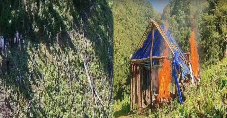 Manipur: Security forces destroy 15 acres of illegal poppy cultivation in Tengnoupal district