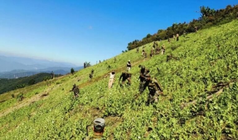 67 acres of illegal poppy cultivation cleared in Manipur’s Kangpokpi hills