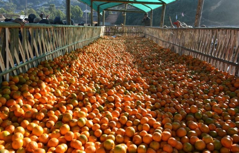Orange Festival returns to Tamenglong, offer fresh hope to Manipur’s farmers