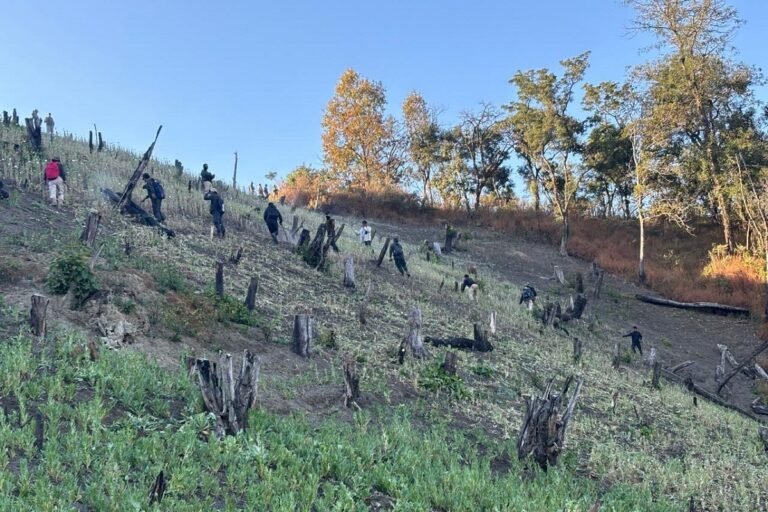 35 acres of illegal poppy fields cleared in major operation in Manipur’s Kangpokpi district