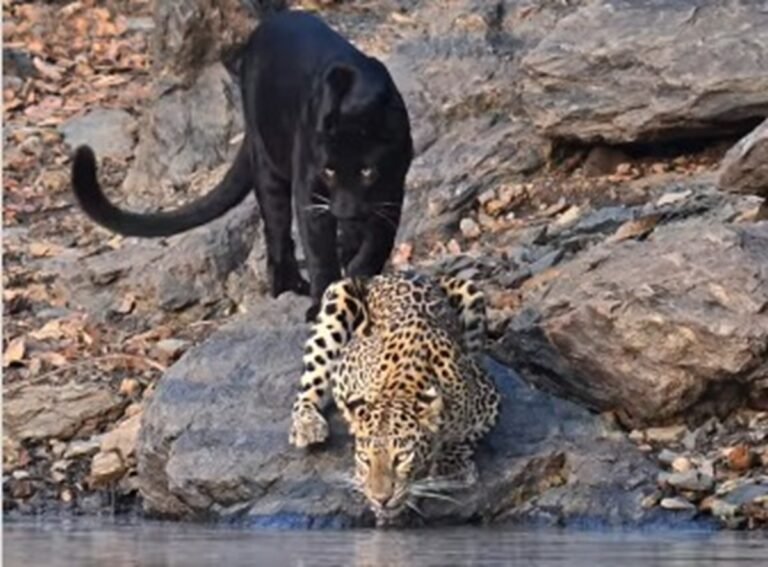 Stunning wildlife moment captured at Bhadra Tiger Reserve