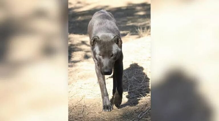 Manipur’s Tangkhul Hui Dog Breed Inducted into Assam Rifles Under Atmanirbhar Bharat Initiative