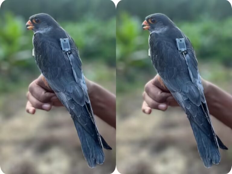 Three Satellite-Tagged Amur Falcons from Manipur Wintering in Africa