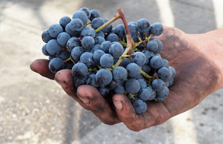Eating grapes daily may improve your health